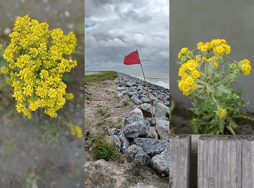 Aanwaaiplanten kom je veel tegen als je Marker Wadden gaat bezoeken en bewandelen